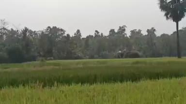 শালবনি: শালবনিতে ফের পাথরি ধান জমিতে নামল হাতির দল, সতর্ক করা হলো এলাকাবাসীকে