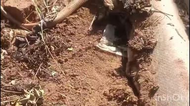 ખેરાલુ: ડાલીસણા ગામે ઈજાગ્રસ્ત ધામણ સાપ રેસ્ક્યૂ કરી સારવાર અપાઈ