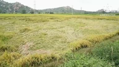 ಗಂಗಾವತಿ: ಹಿರೇಜಂತಕಲ್ ಮಲ್ಲಾಪುರ ಪ್ರದೇಶಗಳಲ್ಲಿ ಅಕಾಲಿಕ ಮಳೆಯಿಂದ  ಹಾನಿಯಾದ ಭತ್ತದ ಗದ್ದೆಗಳಿಗೆಶಾಸಕ ಗಾಲಿ ಜನಾರ್ಧನರಡ್ಡ ಭೇಟಿ