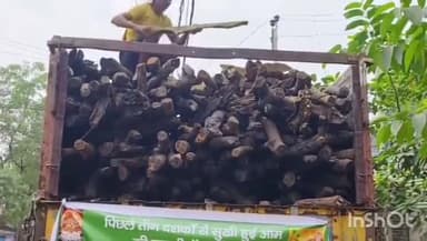 छतरपुर: हर घर आम का पेड़ के संदेश के साथ पर्यावरणविद ने छठ पर्व पर आम की लकड़ियों का किया वितरण