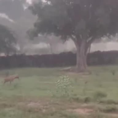 मुंडावर: मुण्डावर नगरपालिका के मीणा मौहल्ले में घुम रहा जरख, पशुपालकों को सता रही चिंता, कहीं पशुओं को न बना लें शिकार