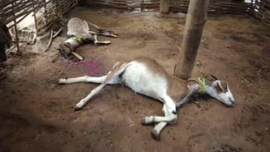 सडक अर्जुनी: शेंडा येथे बिबट्याने पाडला दोन बकरे व एका शेळीचा फडश्या