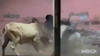 पोकरण: वार्ड संख्या 5 में आवारा पशुओं की लड़ाई से आमजन हुए परेशान, प्रशासन पर कार्रवाई न करने के लगाए आरोप