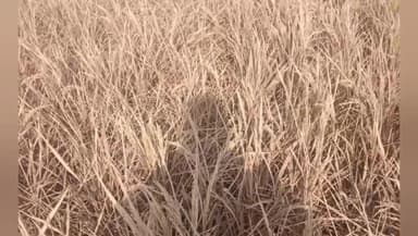 ಮಾನ್ವಿ: ಮಾನ್ವಿ : ಕಳಪೆ ಭತ್ತದ ಬೀಜ ಫಸಲು ಕೊಡದ ಭತ್ತ