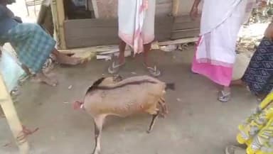 কদম: কদম টেঙাবস্তিত ছাদিকুলে চোৰ কৰিছিল  ছাগলী, ৰাইজৰ তৎপৰতাত ছাগলী উদ্ধাৰ হয় যদিও ছাদিকুল পলায় যায়