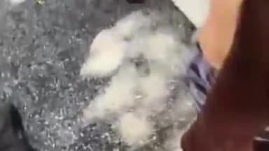 నకిరేకల్: చీకటి గూడెం వద్ద జాతీయ రహదారిపై రోడ్డు ప్రమాదం గొర్రెల కాపరి మృతి