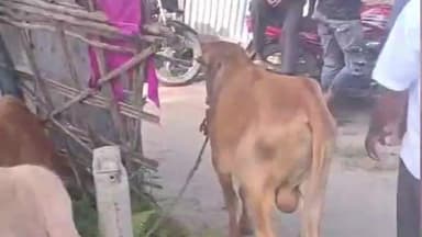 কদম: কদম টেঙাবস্তিত চাৰিটা চুৰি গৰুৰ সৈতে এখন এল্ট বাহন জব্দ বগীনদী আৰক্ষীৰ