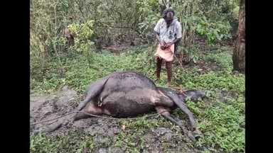 സുൽത്താൻബത്തേരി: നൂൽപ്പുഴയിൽ പശുവിനെയും പശുക്കിടാവിനെയും കടുവ ആക്രമിച്ചു കൊന്നു