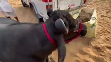 पुष्कर: बीकानेर से पशुपालक 800 किलो का मुर्रा नस्ल का भैंसा लेकर पुष्कर के रेतीले धोरों में पहुंचा, कीमत करीब 10 लाख