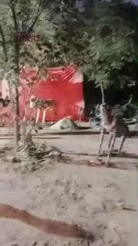 छठ पूजा को लेकर आज शाम को कार्यक्रम का आयोजन किया गया जिसमें बाहर से आए कलाकारों द्वारा झांकियां प्रसिद्ध की