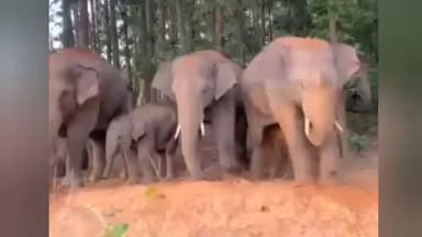 শালবনি: শালবনীতে ফের হাতির দল, আতঙ্কিত গ্রামবাসী