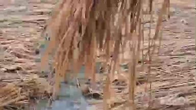 આંકલાવ: બીલપાડ સહીત વિવિધ ગામોમાં કમોસમી વરસાદને લઇ ખેતીના પાકને નુકસાન,ખેડૂતોએ પ્રતિક્રિયા આપી