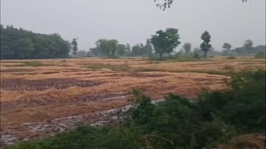 શહેરા: શહેરા તાલુકામાં કમોસમી વરસાદને કારણે ખેડૂતોની મહેનત પર પાણી ફેરવાઇ ગયું હોય તેવી સ્થિતિ સર્જાઈ