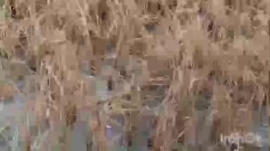 સોજીત્રા: ડભોઉ સહિત વિવિધ ગામોમાં કમોસમી વરસાદને લઈને ડાંગરના પાકને નુકસાન