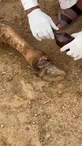 लिम्पी से ग्रस्त हैं और कीड़े पड़चुके है