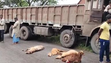 పాలకీడు: గూడుగుంట్ల పాలెం గ్రామ శివారులో గొర్రెల మీదికి దూసుకెళ్లిన లారీ