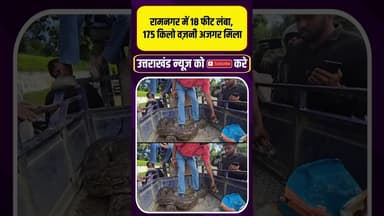 रामनगर में 18 फीट लंबा, 175 किलो वज़नी अजगर मिला #uttarakhandnews #viralvideo #snakevideo