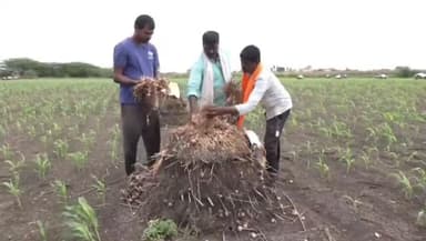 ರಾಣೇಬೆನ್ನೂರು: ಎರೆಕುಪ್ಪಿ, ಮಾಗೋಡ್ ಸೇರಿದಂತೆ ಹಲವು ಗ್ರಾಮಗಳಲ್ಲಿ ಈರುಳ್ಳಿ ಬೆಳೆಗಾರ ಕಂಗಾಲ್