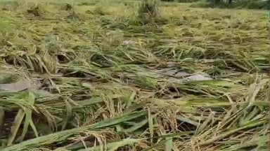 नवापूर: खांडबारा गाव शिवारात अवकाळी पावसामुळे शेती पिकांच प्रचंड नुकसान