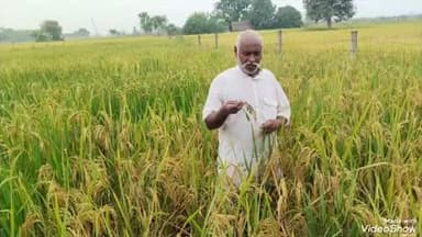 लालगंज: लालगंज तहसील क्षेत्र के विभिन्न गांवों में धान की महीन और खुशबूदार किस्मों में फैल रहा कंडों रोग, किसान चिंतित