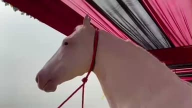 पुष्कर: पुष्कर मेले में पहुंचा 5 साल का घोड़ा 'बादल', 285 बच्चों का बन चुका है बाप, मेले में है आकर्षण का केंद्र