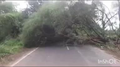 કડાણા: મુનપુર થી દિવડા તરફ જતા માર્ગ ઉપર વૃક્ષ ધરાશાય થયું