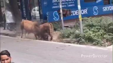 रामगढ़: खैरना बाजार में दो सांडों की सड़क किनारे लड़ाई, सांडों के आपस में लड़ने से अफरा-तफरी का माहौल