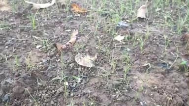 कळवण: पिळकोस बगडू परिसरामध्ये कांद्याची उड व सोयाबीन पिकाचे मोठे नुकसान पंचनामा करण्याचे शेतकर्यांची मागणी