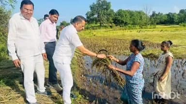 કપરાડા: કપરાડા-નાનાપોંઢામાં કમોસમી વરસાદથી ખેડૂતોને ભારે નુકસાન