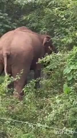 ತರೀಕೆರೆ: ಕಾಡಂಚಿನ ಗ್ರಾಮಗಳಲ್ಲಿ ಹೆಚ್ಚಿದ ಕಾಡಾನೆ ಕಾಟ.! ತಿಮ್ಮನಬೈಲು ಬಳಿ ರಸ್ತೆ ಬದಿ ಕಾಣಿಸಿಕೊಂಡ ಒಂಟಿ ಸಲಗ.!