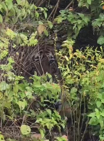 अलवर: पर्यटकों की फेवरेट बनी बाघिन एसटी 9, अलवर के सरिस्का के सदर रेंज में झाड़ियों के पीछे बैठी दिखी, टूरिस्ट हुए रोमांचित