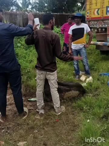 ಮೂಡಿಗೆರೆ: ಬಿದರಹಳ್ಳಿ ಬಳಿ ಅಪಘಾತವಾಗಿ ನರಳುತ್ತಿದ್ದ ಹಸುವನ್ನ ಗೋಶಾಲೆಗೆ ಬಿಟ್ಟು ಮಾನವೀಯತೆ ಮೆರೆದ ಯುವಕರು.!