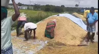 நாகப்பட்டினம்: கிழக்கு கடற்கரை சாலையை உள்ளிட்ட  கிராம சாலைகளில் மழையில் நனைந்து சேதம்அடைந்த நெல்மணிகளை உலர வைக்கும் பணியில் விவசாயிகள் ஈடுபட்டுள்ளனர்