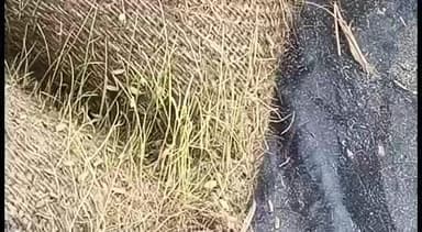 கீழ்வேளூர்: ஒர்குடி நேரடி நெல் கொள்முதல் நிலையத்தில் கொள்முதல் செய்து வைக்கப்பட்டிருந்த நெல் மூட்டைகள் முளைத்ததால் விவசாயிகள் கவலை