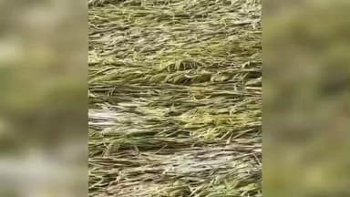 ધરમપુર: તાલુકા સહિત જિલ્લામાં વરસાદને અનુલક્ષીને પાકના રક્ષણ માટે તકેદારીનાં પગલા લેવા જિલ્લા ખેતીવાડી અધિકારીશ્રી દ્વારા અનુરોધ