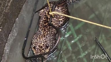 વઘઇ: દક્ષિણ ડાંગનાં ચીખલી રેંજનાં સોનગીર ગામે કૂવામાં ફસાયેલા દીપડાનું સફળ રેસ્ક્યુ