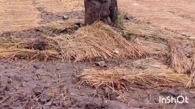 વઘઇ: ડાંગ જિલ્લામાં કમોસમી વરસાદ પગલે ખેડૂતો પાયમાલ બનતા સહાય માટે ધારાસભ્ય વિજયભાઈ પટેલની મુખ્યમંત્રીને રજૂઆત