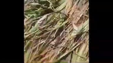 ઉમરપાડા: ઉમરપાડા,માંગરોળ સહિતના તાલુકામાં માવઠાથી અસરગ્રસ્ત ખેડૂતો ને સહાય આપવાની માંગ જિલ્લા કોંગ્રેસ પ્રમુખ એ કરી