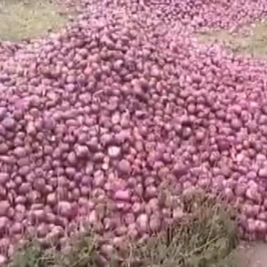 राजगढ़: चंद्रपुरा में प्याज की कीमत कम मिलने पर किसानों ने तीन ट्रैक्टर ट्राली नदी में प्याज पटका, लागत निकालना भी हुआ मुश्किल