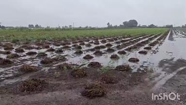 કેશોદ: કેશોદ તાલુકાના અજાબ ગામે કમોસમી વરસાદથી ખેતી પાકને નુકસાન,ખેડૂતે સરકાર પાસે સહાય ની માંગ કરી છે