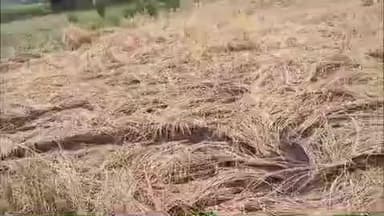 માંડવી: માંડવી તાલુકામાં ખેડૂતોને આર્થિક સહાય આપવામાં આવે તેવી માંગ કરવામાં આવી.