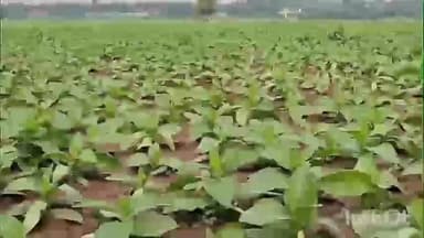 આંકલાવ: કોઠીયાખાડ સહિત વિવિધ ગામોમાં કમોસમી વરસાદને કારણે તમાકુના પાકને નુકસાન