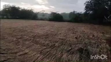 ઉમરગામ: ઉમરગામ તાલુકા સહિત વલસાડ જિલ્લામાં કમોસમી વરસાદે ડાંગરના પાકને ભારે નુકસાન