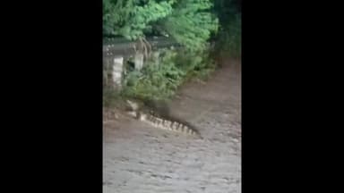 શહેરા: શહેરા નગરના વચ્છેસર કોલોની વિસ્તારમાં મગર દેખો દીધો હોવાનો વીડિયો સામે આવ્યો