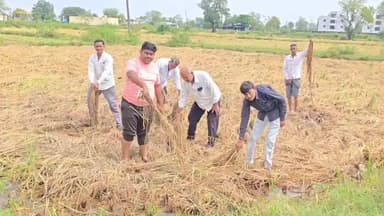 શહેરા: શહેરા તાલુકાના મોરવા(રેણા) તેમજ આસપાસના ગામના ડાંગર સહિતના પાકને માવઠાના કારણે વ્યાપક નુકસાન