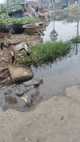 #nauranga gaon mein nali Kali Pani Se bhara hua Hai sharm ke mare vidhayak ji ghumne nahin Aaye