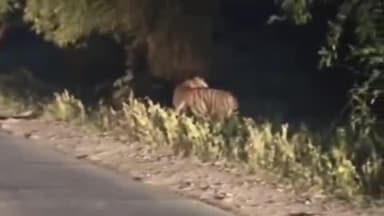 मानपुर: ताला-उमरिया सड़क मार्ग पर सुबह टाइगर बजरंग चहलकदमी करते दिखा, वीडियो वायरल