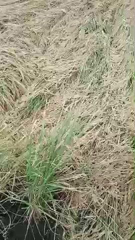 ग्राम सड़वारा में भारी बारिश के कारण धन हुई बेहाल तारीक 26 अक्टूबर #mosam #datia #भांडेर #दतिया