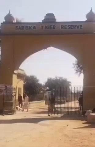 अलवर: अलवर के सरिस्का बफर जोन का दायरा बढ़ाने के लिए वन विभाग ने सरकार को भेजा प्रस्ताव, सुकोला गांव को किया जाएगा शिफ्ट