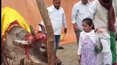 निचलौल: सिसवा में श्रीकृष्णा गौशाला में मनाया गया गोपाष्टमी पर्व